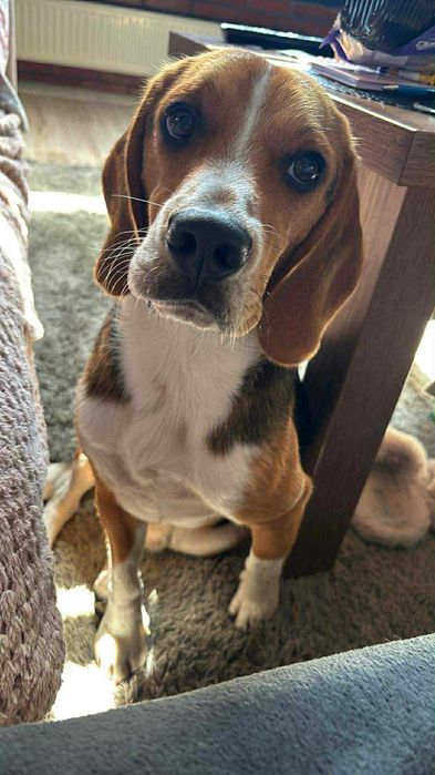 Pies rasy Beagle