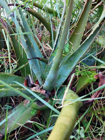 Aloe Vera : folhas e planta grande