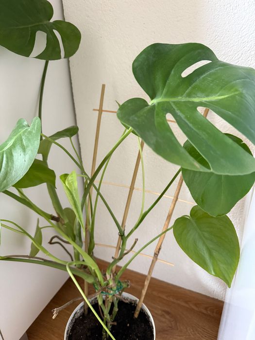 Monstera z doniczką