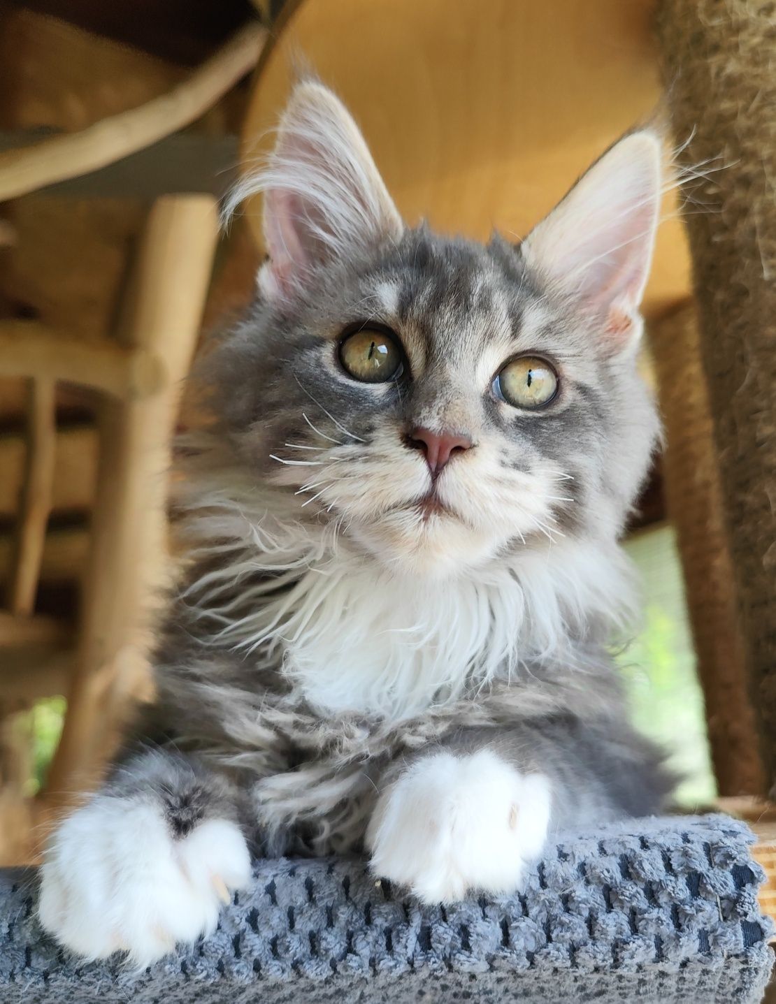 Cudowny Kocurek Maine Coon Fernando Ashantu*PL gotowy do odbioru