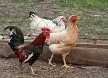 Liliputy parki..