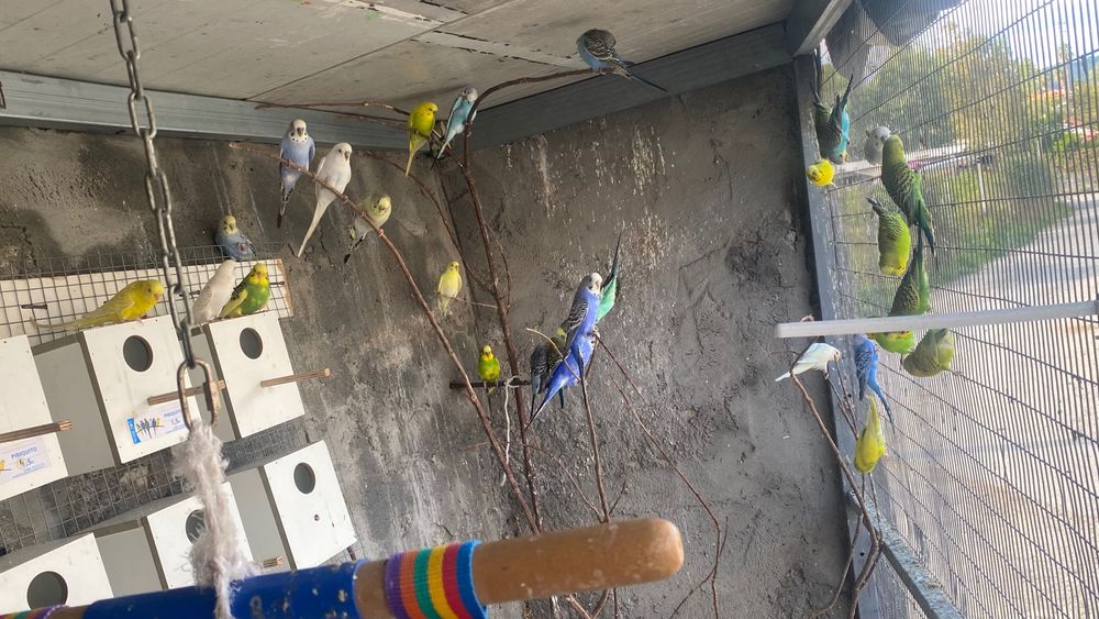 Vendo periquitos reprodutores