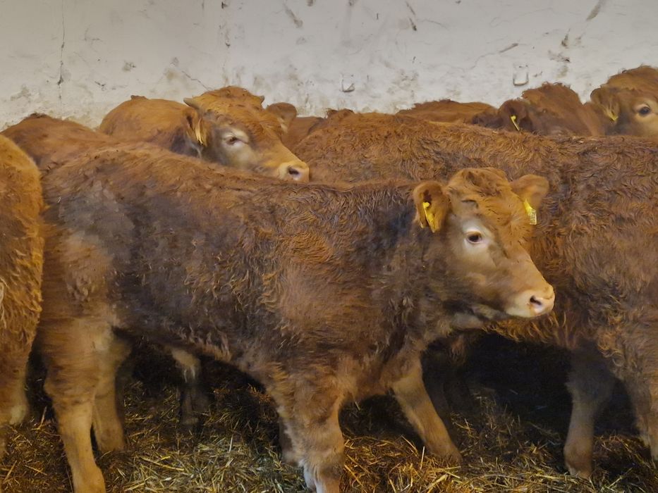 Odsadki Opasy Jałówki Byki Mięsne FINANSOWANIE