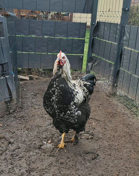 Sprzedam młode koguty z czerwca