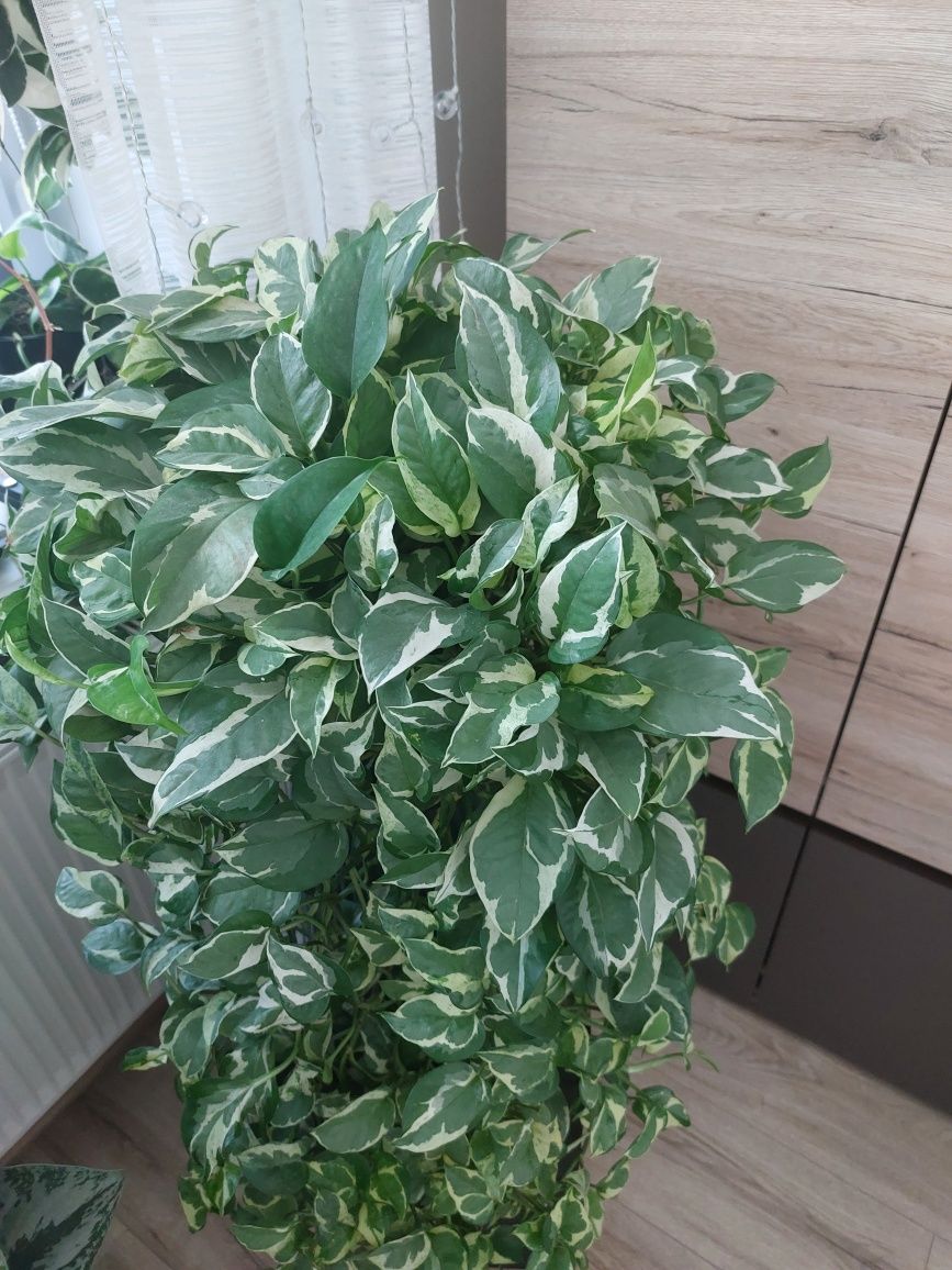 Epipremnum aureum 'N'joy'- wielki