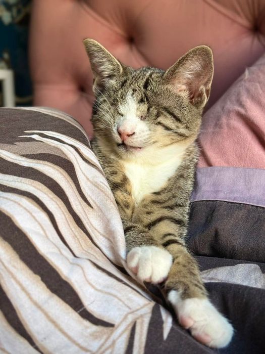 Stevie - niewidomy kotek szuka domu