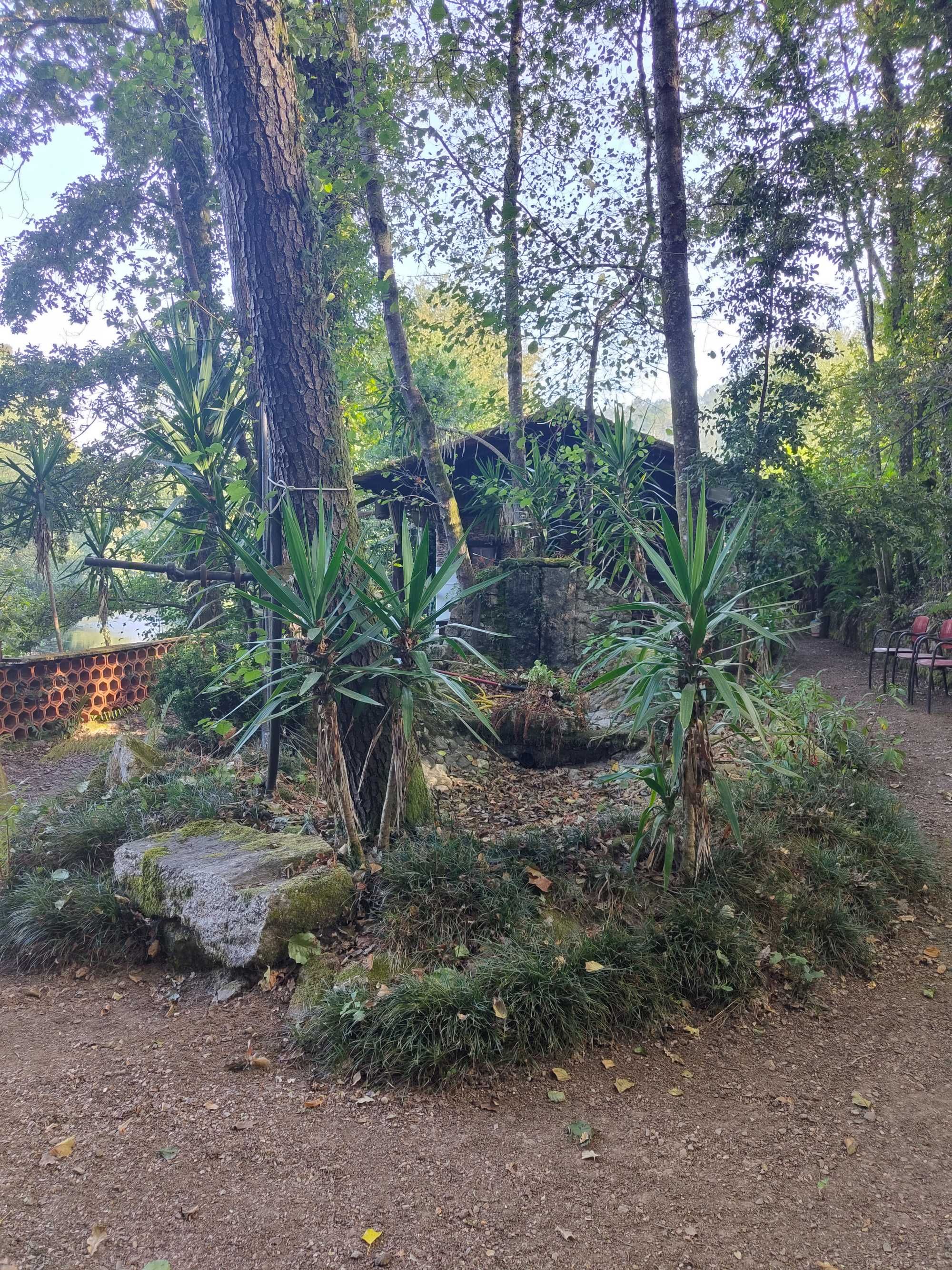 Vende-se quintinha confinante com o rio Caima em Oliveira de Azeméis