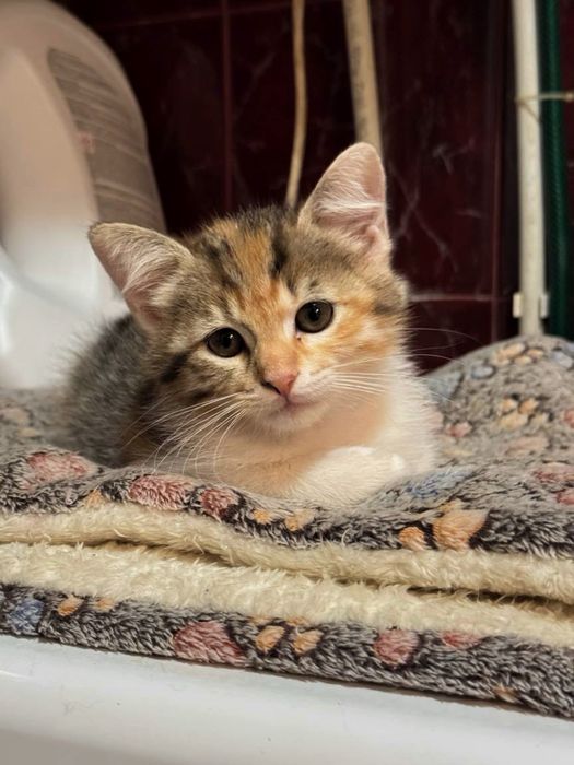 Кошеня Дейзі шукає люблячий дім