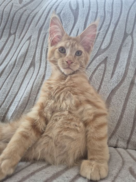 Jogi kocur Maine Coon