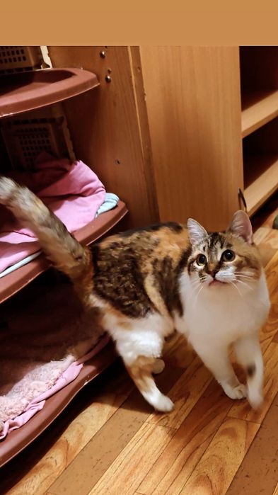 Отдам кошку трехцветку, стерилизована