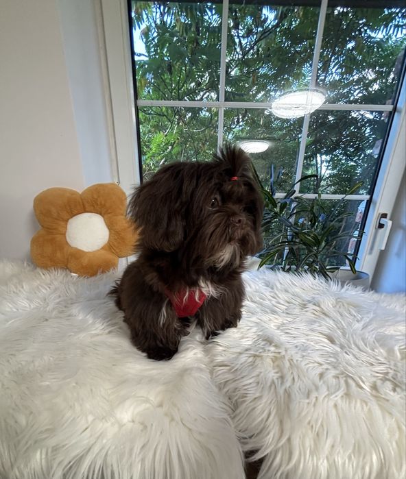 Shih tzu Czekolad z genem pełny rodowód ZHPR UCI