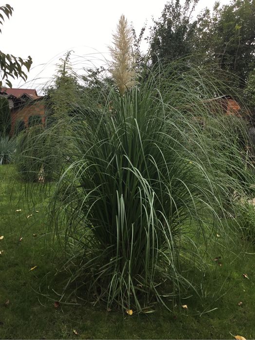 Кортадерия белая