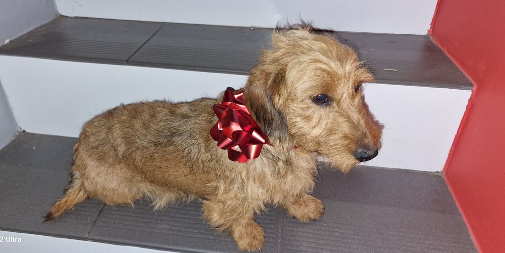 Reproduktor jamnik  miniatura