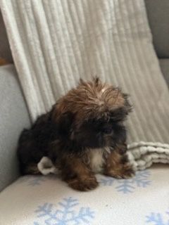 Sunia szczeniaczek Shih Tzu