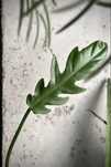 Philodendron elegans - Filodendron o dużych liścisch, pnącze - pędówka