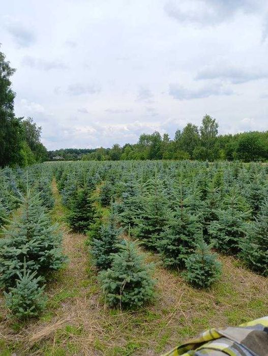 Choinki - świerk srebrny plantacja