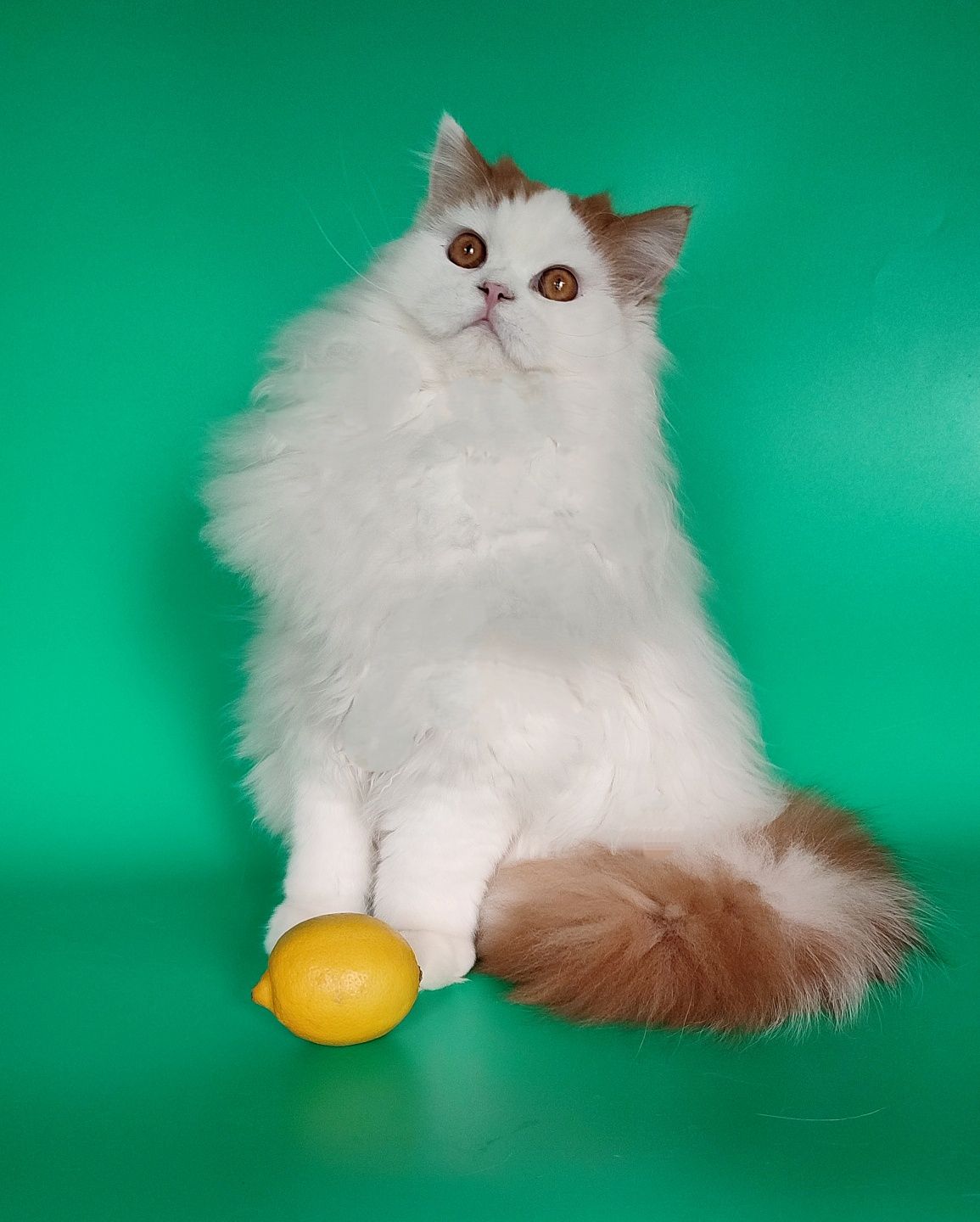 Шотландський котик