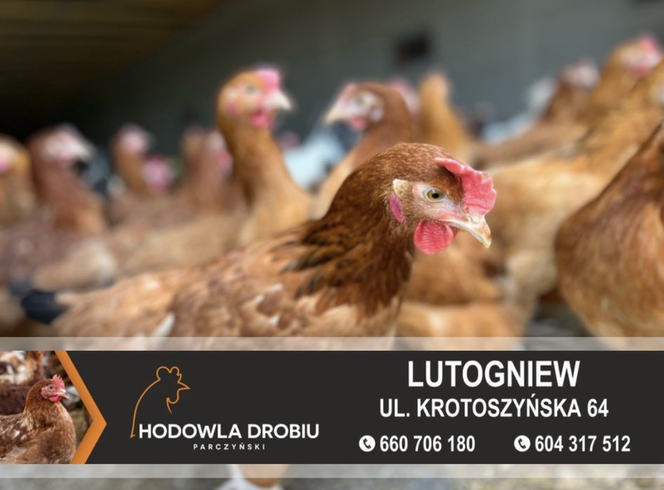 Kury Nioski Rosa, Leghorn, NovoGen Brown! MŁODE NIOSKI! ODCHOWALNIA!