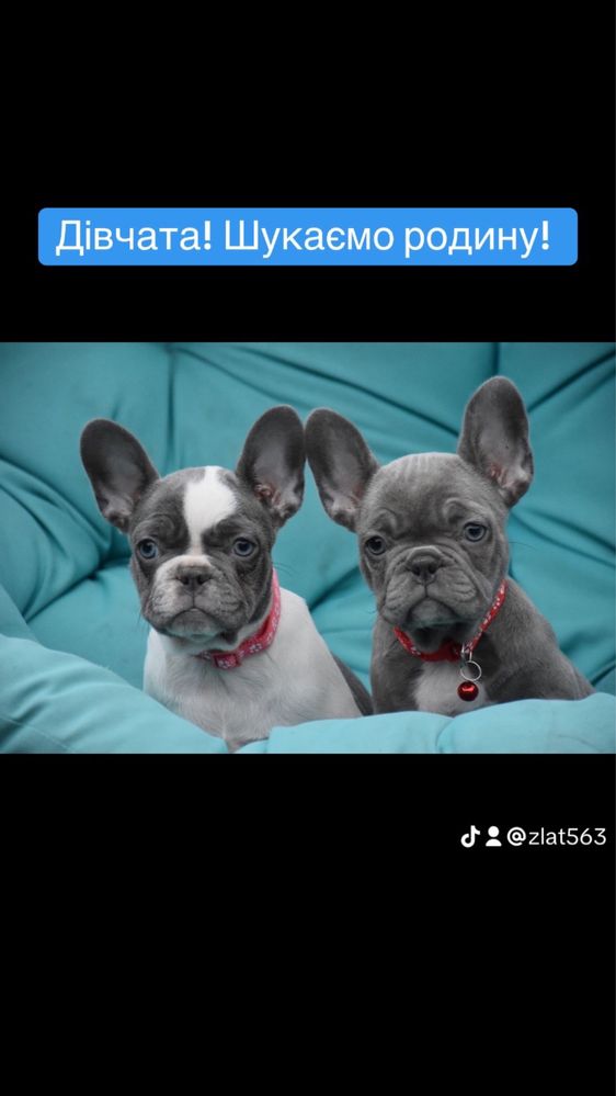 Цветные бульдожки