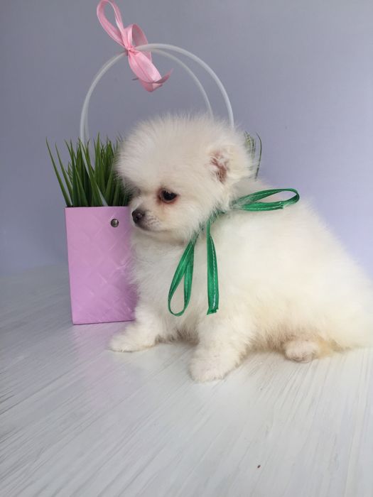 Шпіц гарненький хлопчик