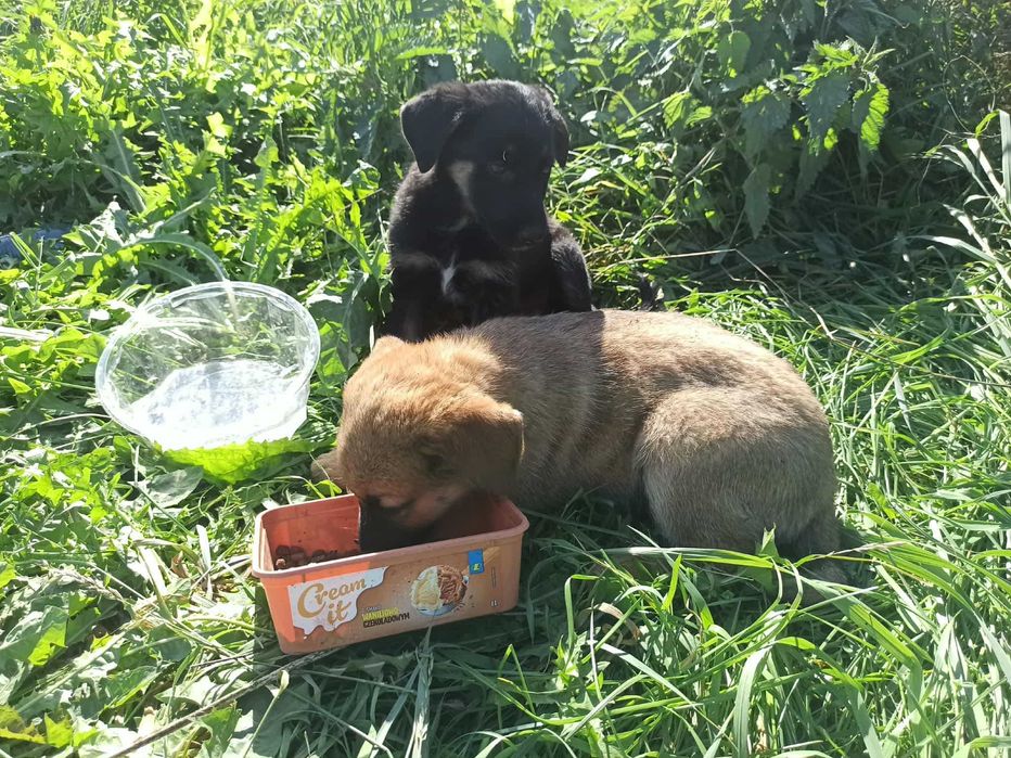 Pilnie potrzebny dom dla szczeniaków. Szczeniaki do adopcji.