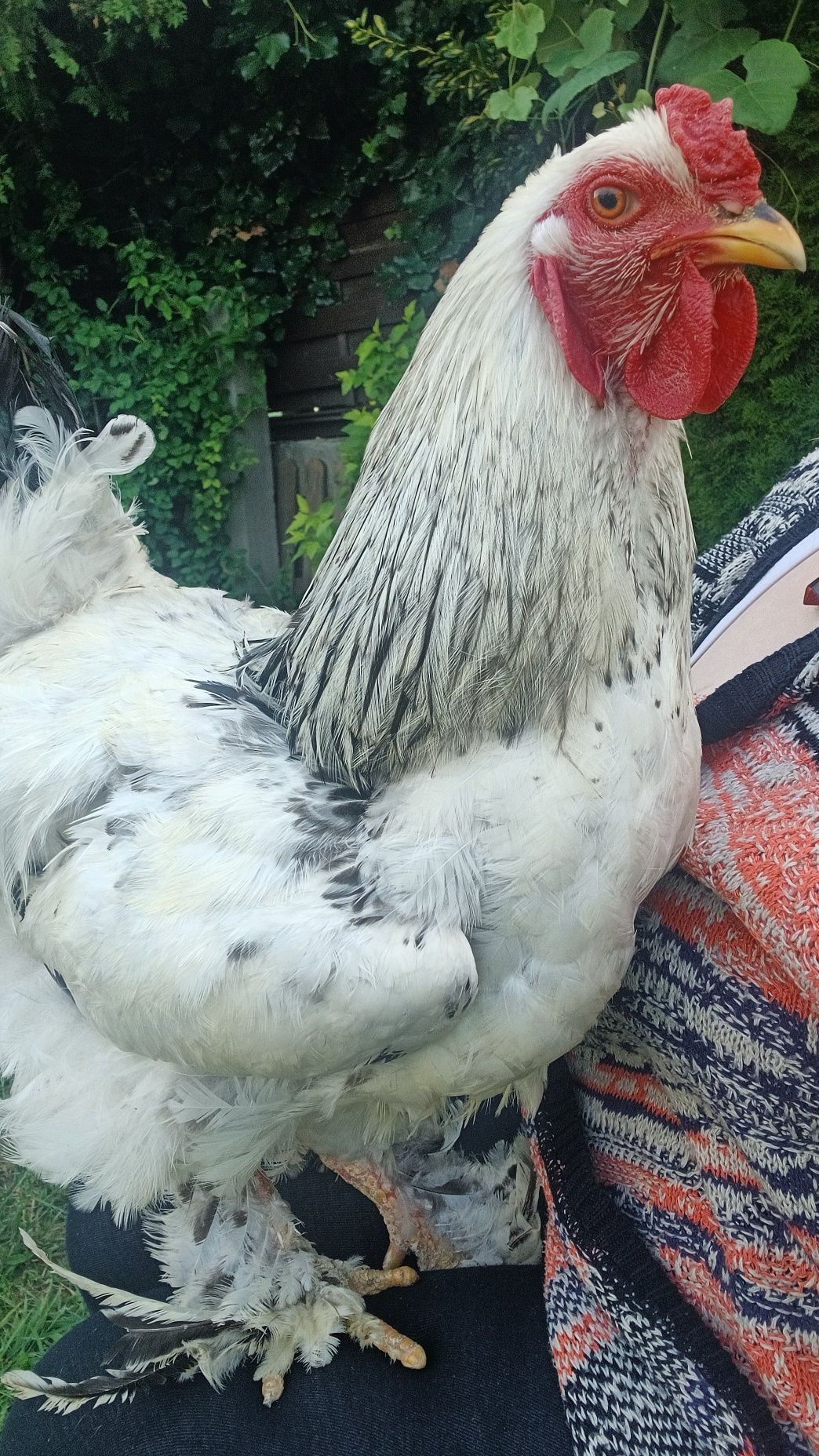 Kurka i kogucik Brahmy