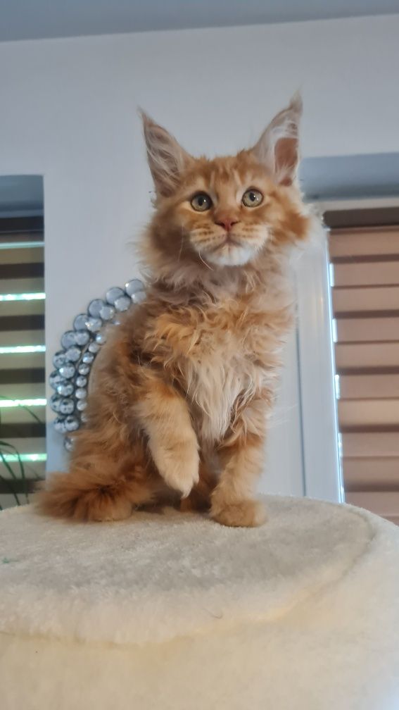 Mainecoon  kocur rudy