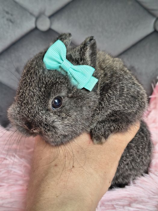 Króliki miniaturki karzełek niderlandzki