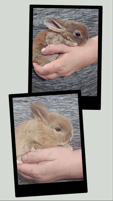 Кроленятка для душі, ручні декоративні кролики