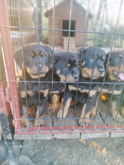 Suczka Rottweiler OSTATNIE