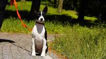 Amigo, czarno bialy okruszek, z rodowodem,  Basenji.rod. ZKwP FCI
