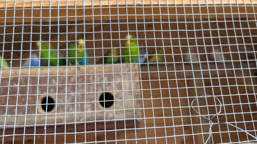 Papugi faliste sprzedaż