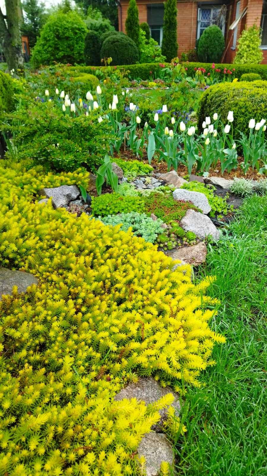 Грунтопокривні рослини для Вашого саду