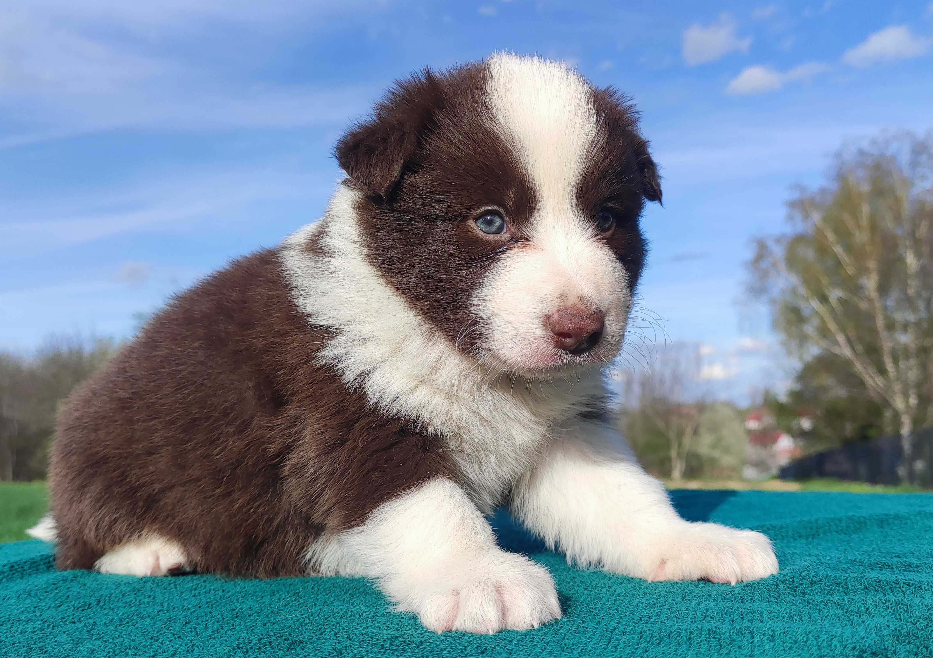 Piękna Suczka Border Collie - pełna dok. hodowlana