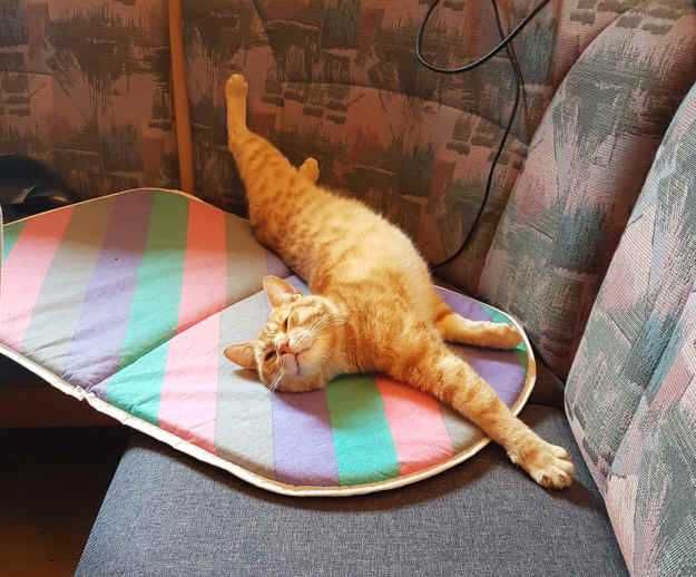 Znaleziony rudy kotek „Tygrys”– adopcja, najlepiej dom z ogródkiem