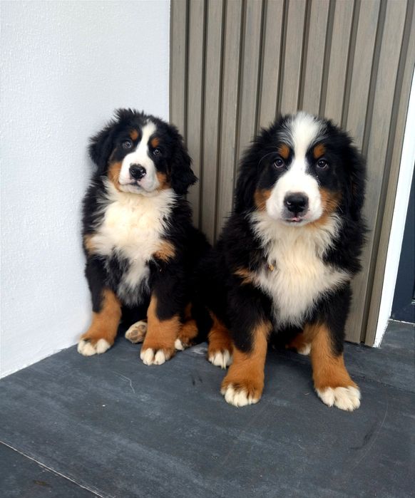 Berneński Pies Pasterski