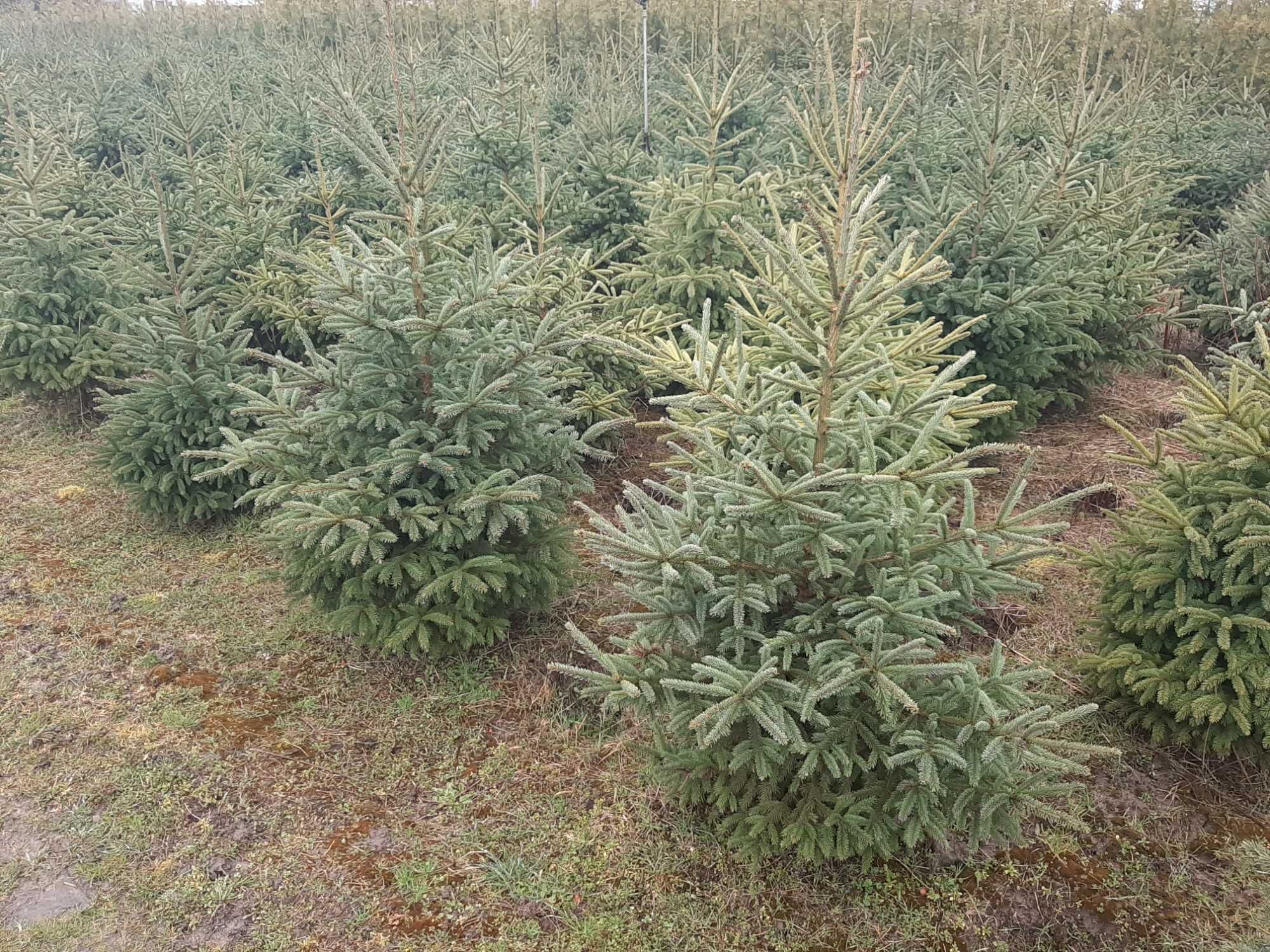 świerk biały Densata 200-220 cm