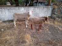 Vendo casal de ovelhas