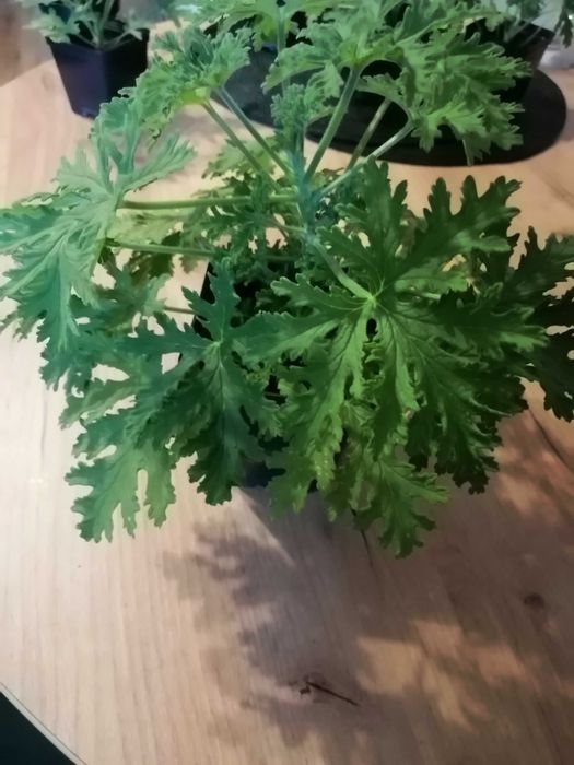 Geranium anginka cytrynka