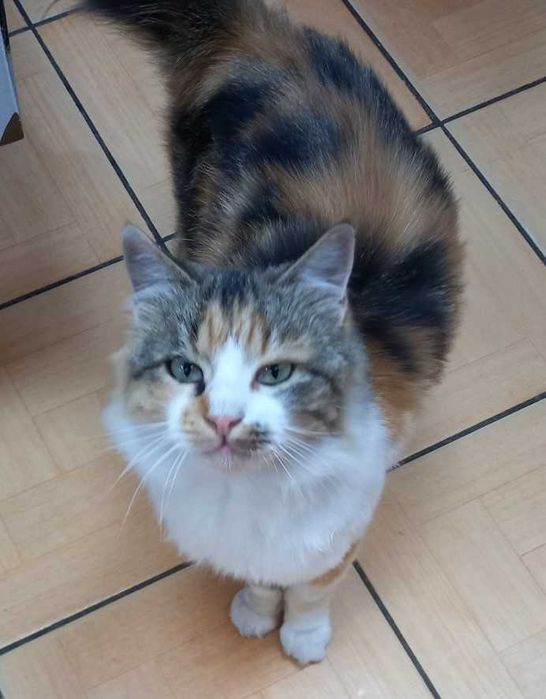 Гарненькі котики