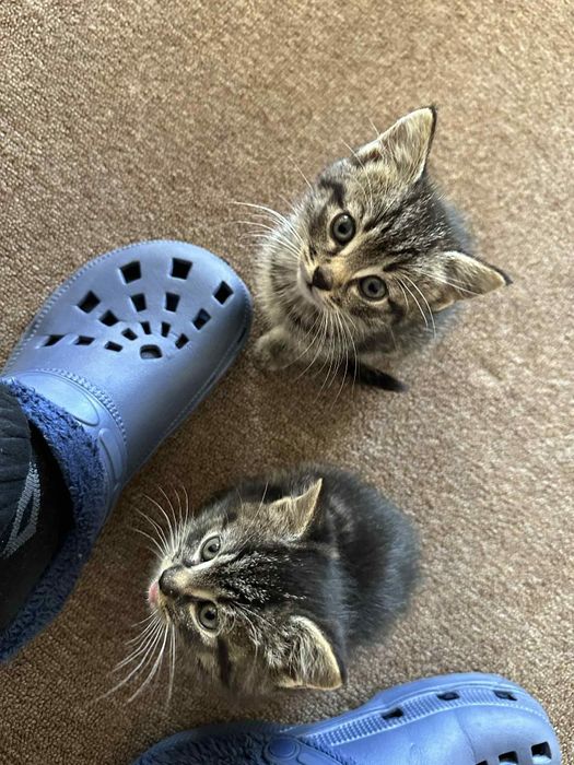 dwumiesięczne koty do adopcji