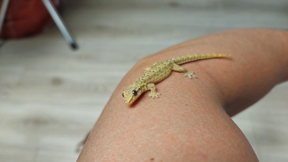 Gekon płaczący Lepidodactylus lugubris