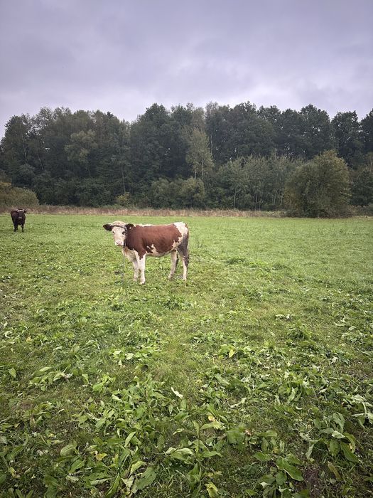 Sprzedam Jałówke około 400 kg