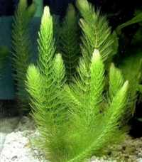 Роголистник аквариумное растение - Куставой роголистник