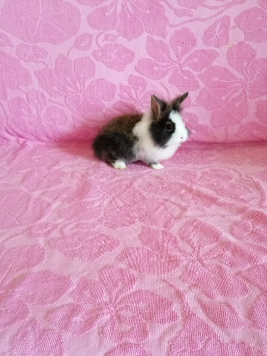 Króliczki karzełki Teddy, Lewki, gładkie, Mini Lop