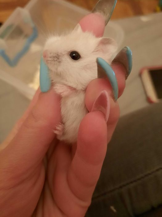 Маленькі хомячки, ручні джунгарики