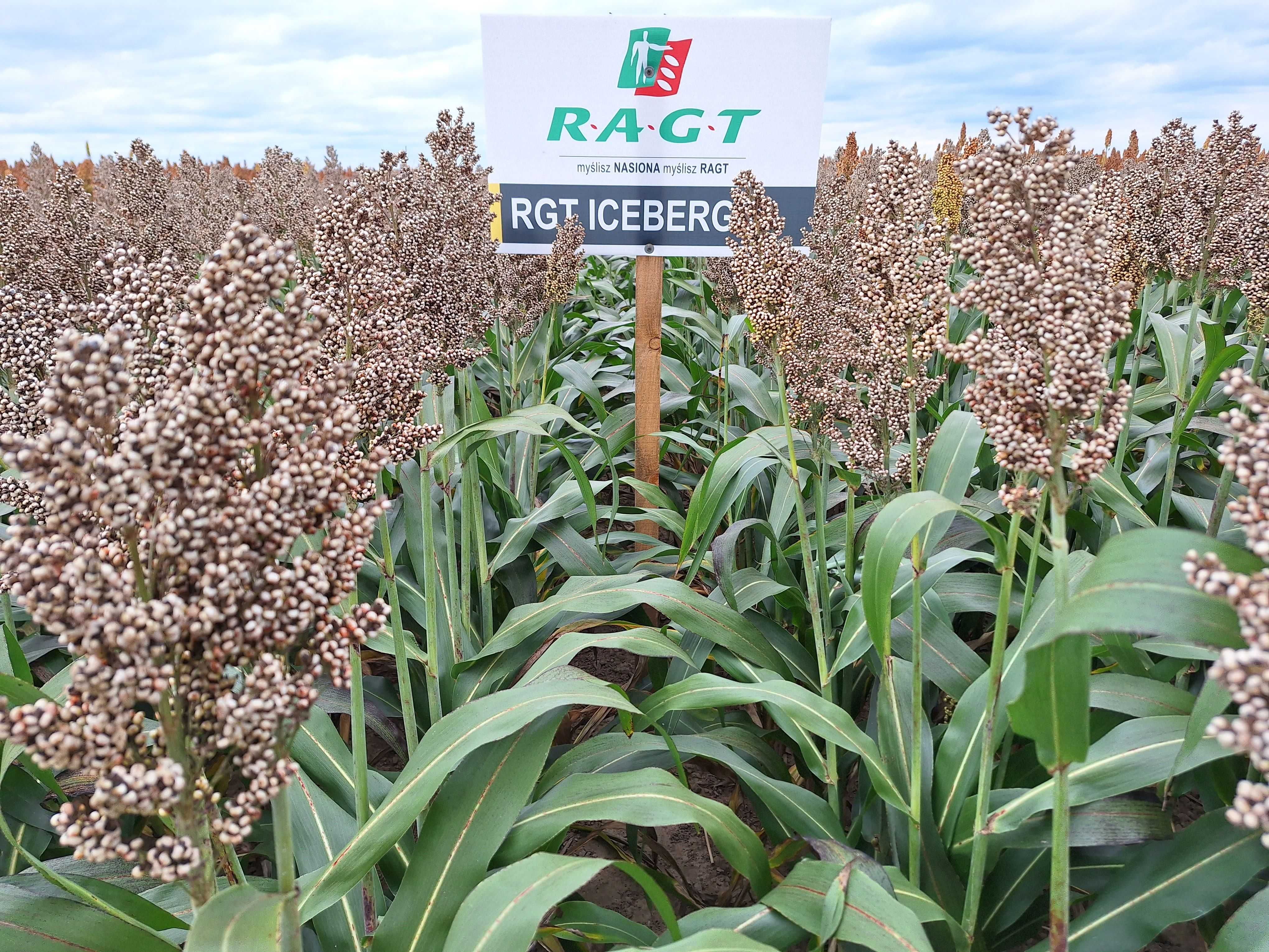 Materiał siewny  Sorgo na ziarno RAGT ANGGY , BELUGA , ICEBERGG