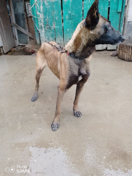 Бельгійська вівчарка Малінуа вік 2 роки