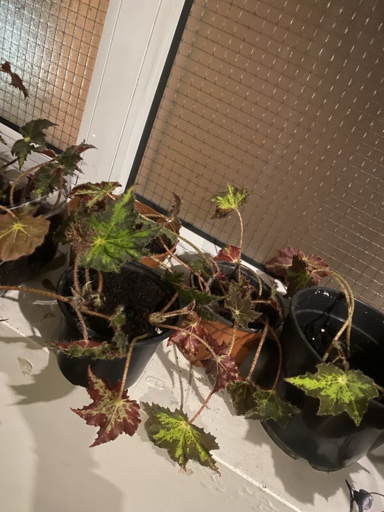 Begonia com ou sem vaso