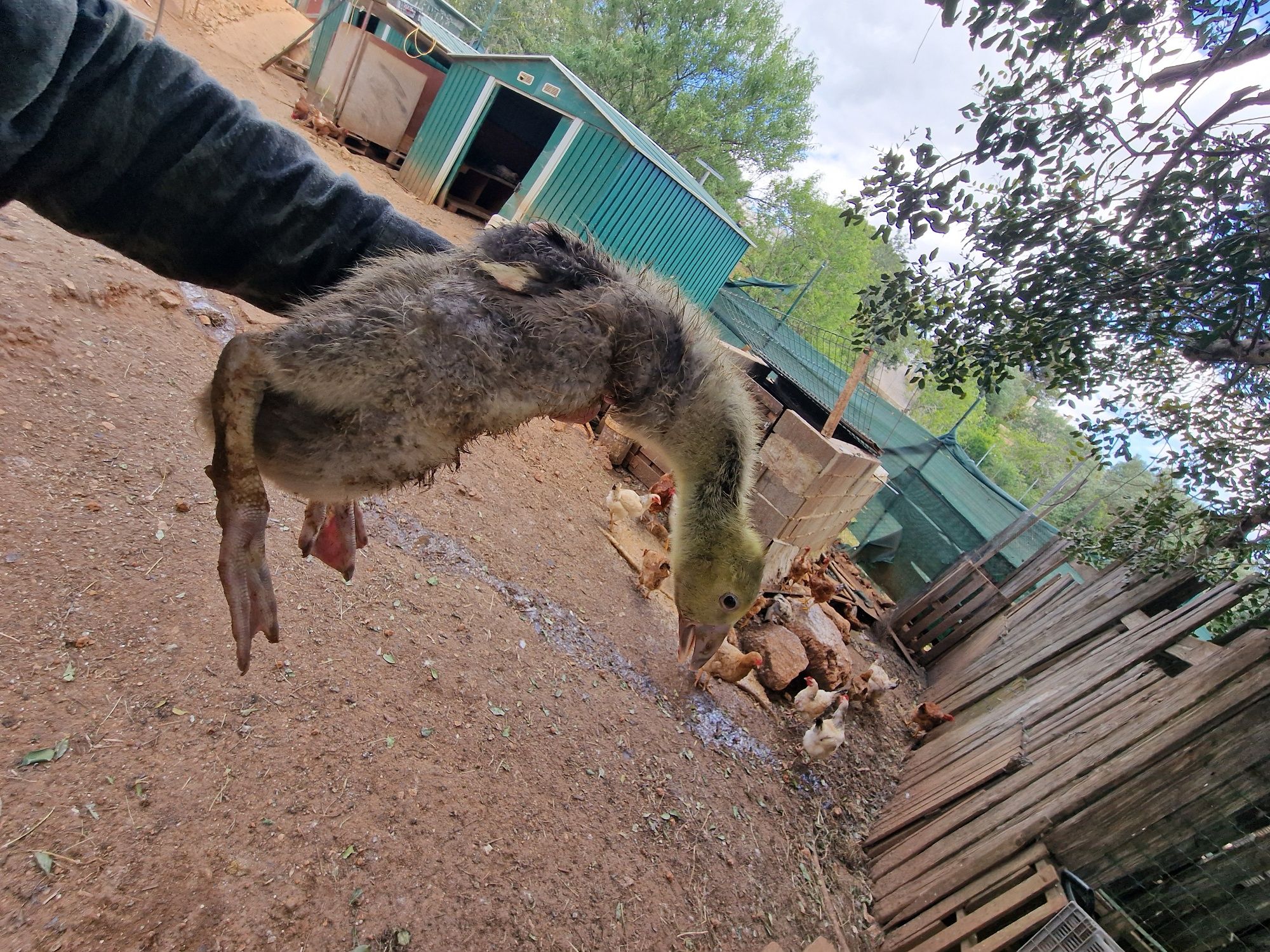 Pintos de Gansos de Toulouse